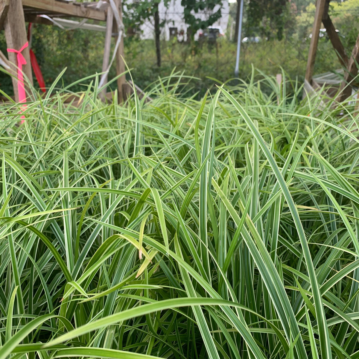 Carex morrowii 'Ice Dance'  - Ice Dance Sedge