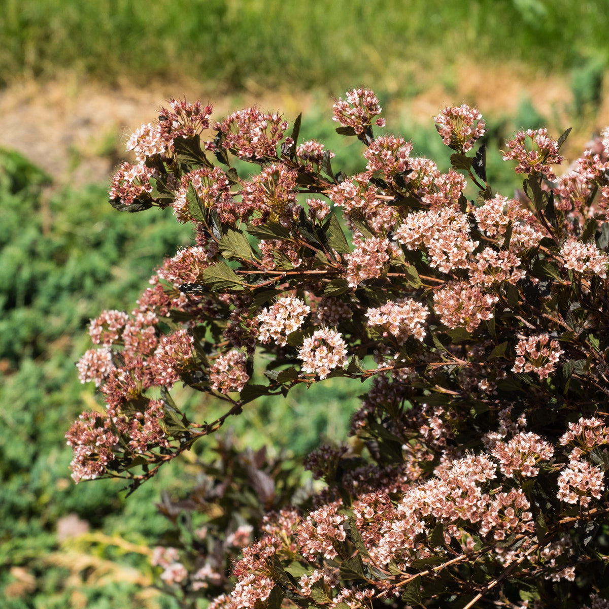 Physocarpus opulifolius 'Donna May'  - First Editions® Little Devil™ Ninebark