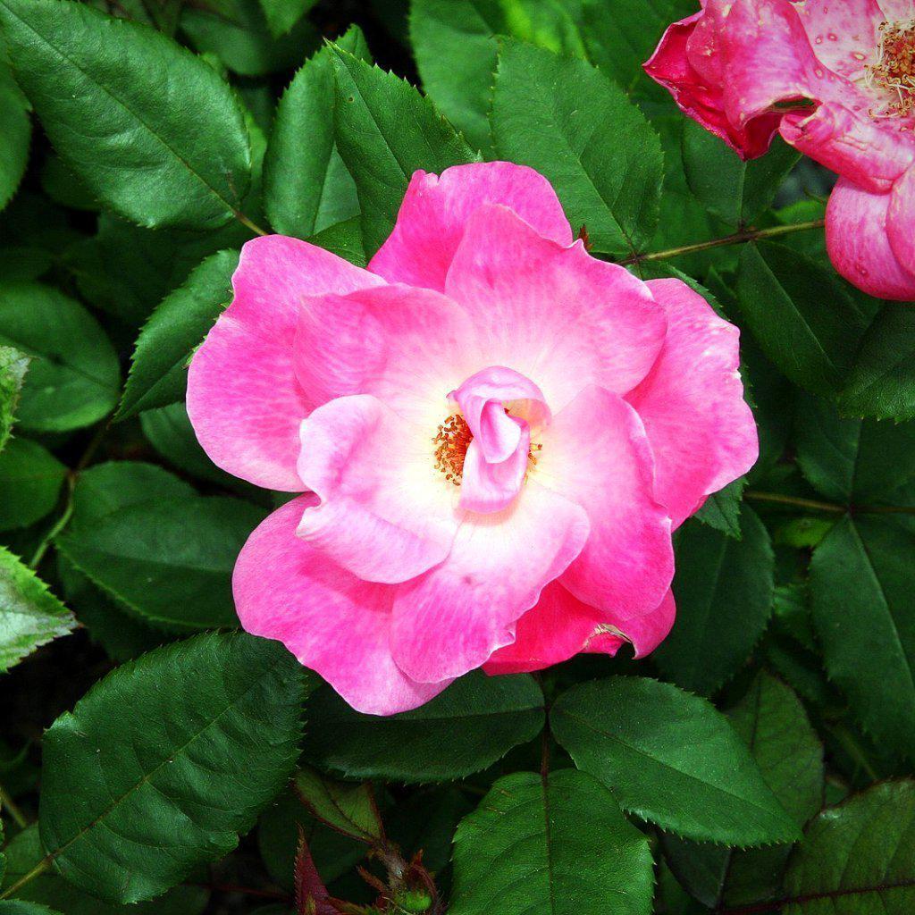 Rosa ‘Radcon’ PP#15,070  - Pink Knock Out® Rose