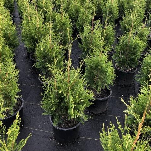 Thuja standishii x plicata 'Green Giant'  - Green Giant Arborvitae