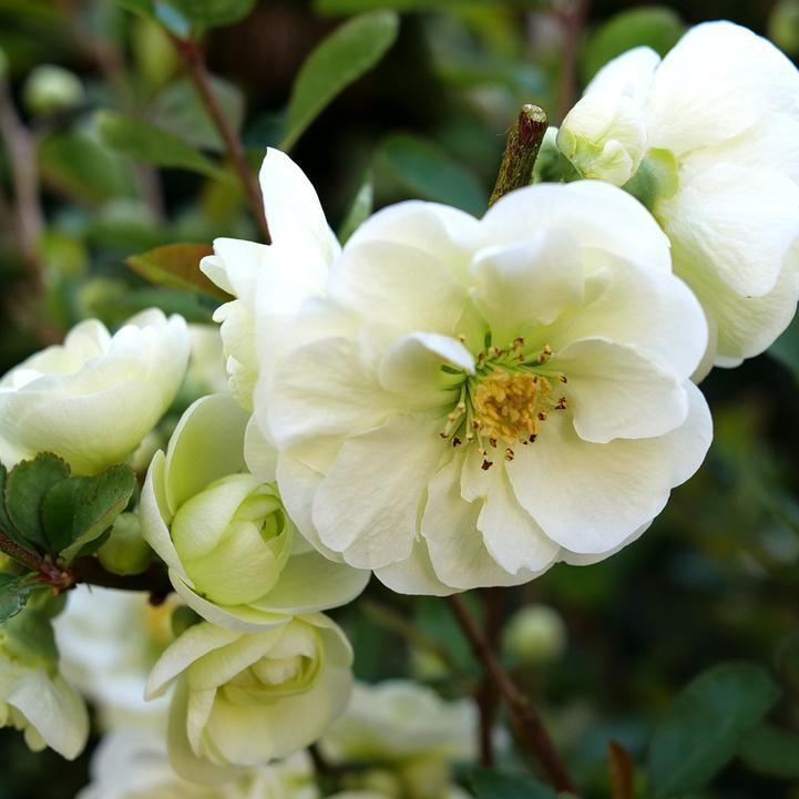Chaenomeles speciosa 'SMNCSDW' PP35018  - PW® Double Take™ Eternal White® Flowering Quince