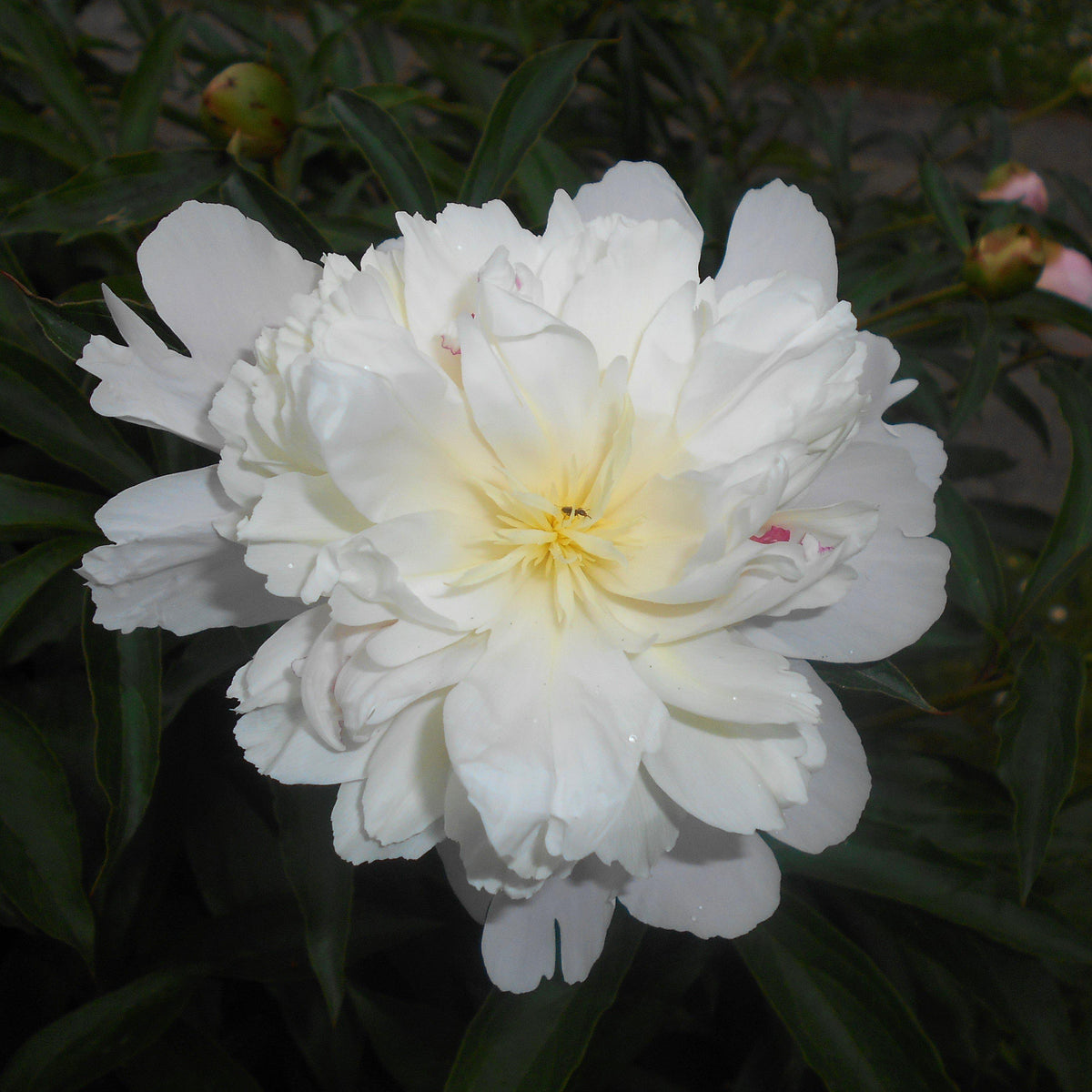 Paeonia lactiflora 'Duchesse de Nemours'  - Duchesse de Nemours Peony