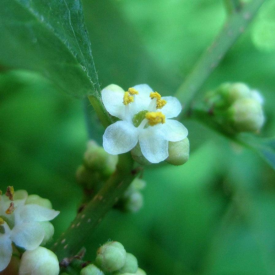 Ilex verticillata 'Jim Dandy'  - Jim Dandy Winterberry