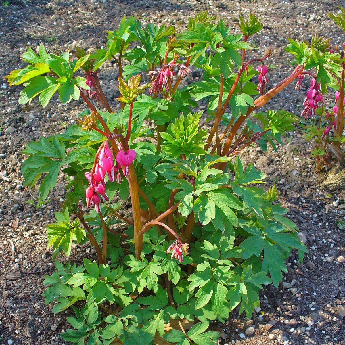 Dicentra spectabilis  - Asian Bleeding Heart