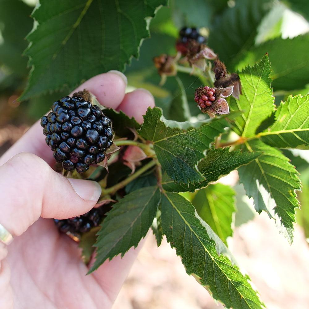 Rubus 'Ponca' PP33330  - Taste of Heaven™ Thornless Blackberry
