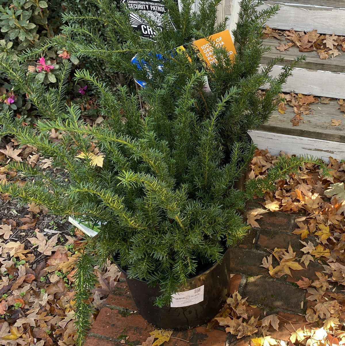 Taxus × media 'Hicksii'  - Hick's Yew