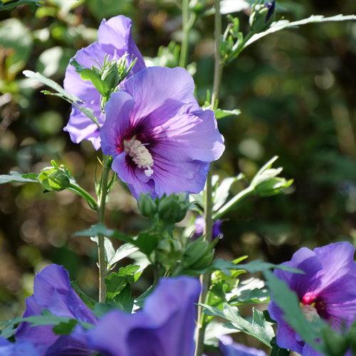 Hibiscus x 'Minsybv3s01'  - Paraplu Violet® Rose of Sharon