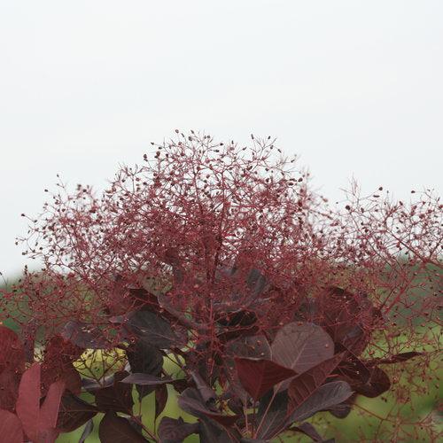 Cotinus coggygria 'NCCO1'  - Winecraft Black® Smokebush