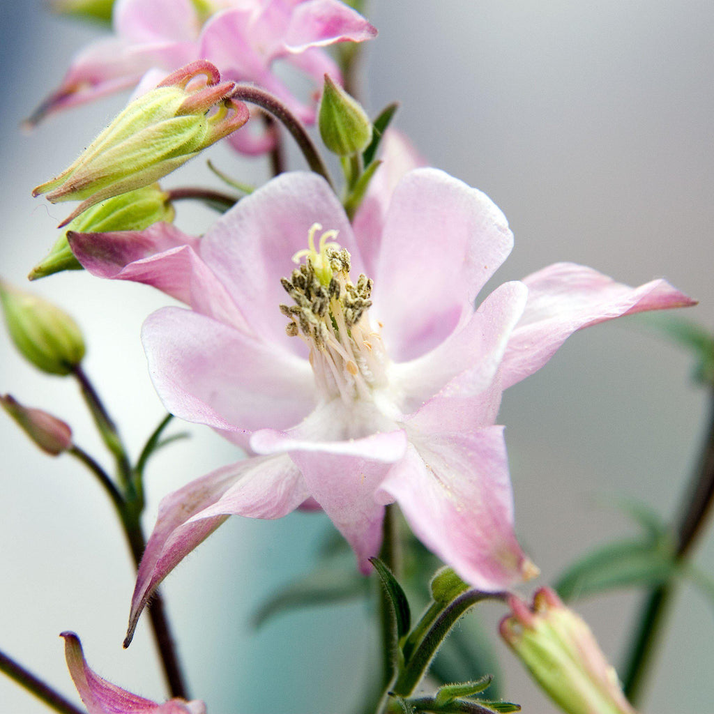 Aquilegia 'Biedermeier'  - Beidermeier Columbine