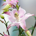Aquilegia 'Biedermeier'  - Beidermeier Columbine