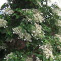 Hydrangea anomala subsp. petiolaris  - Climbing Hydrangea