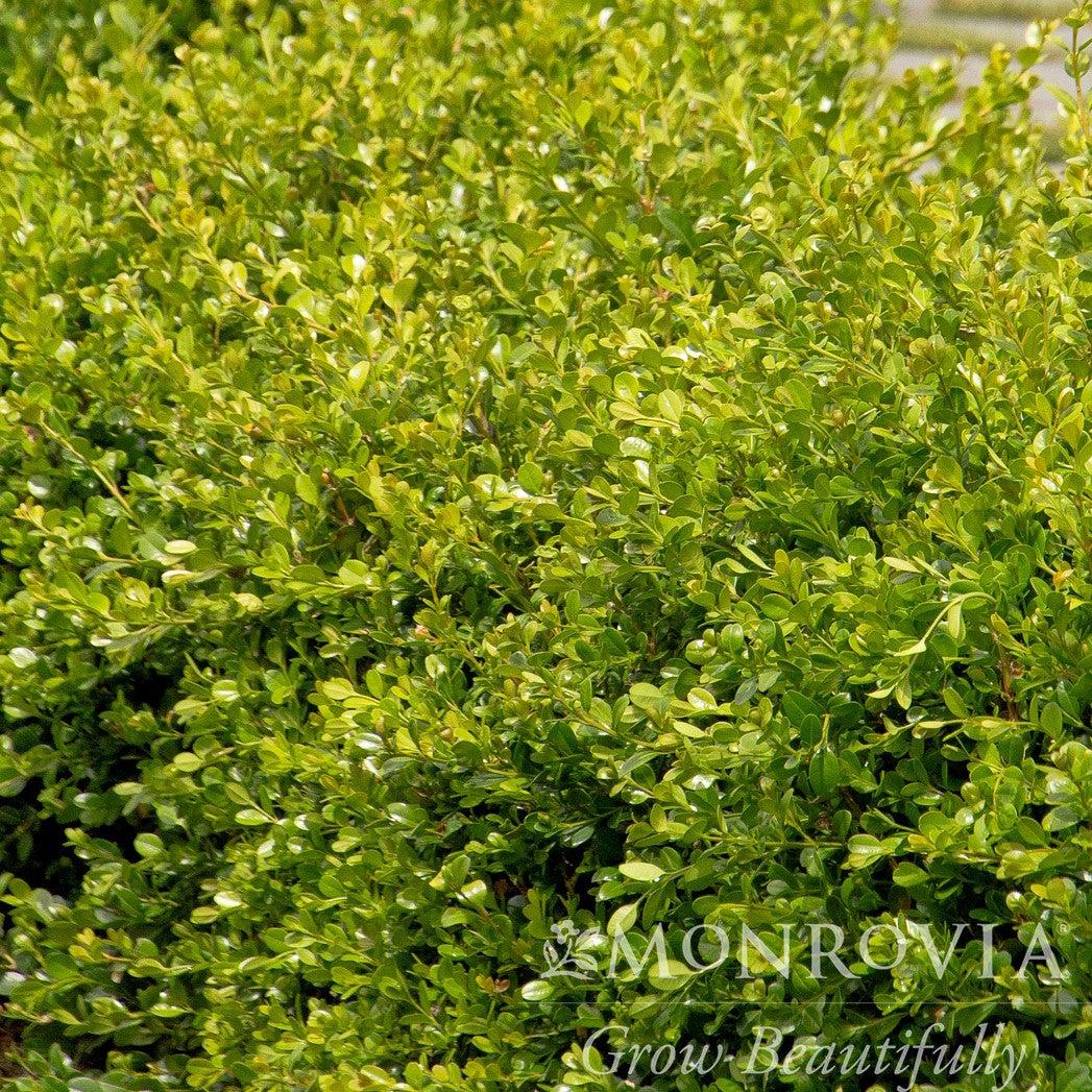 Buxus 'Green Gem'  - Green Gem Boxwood