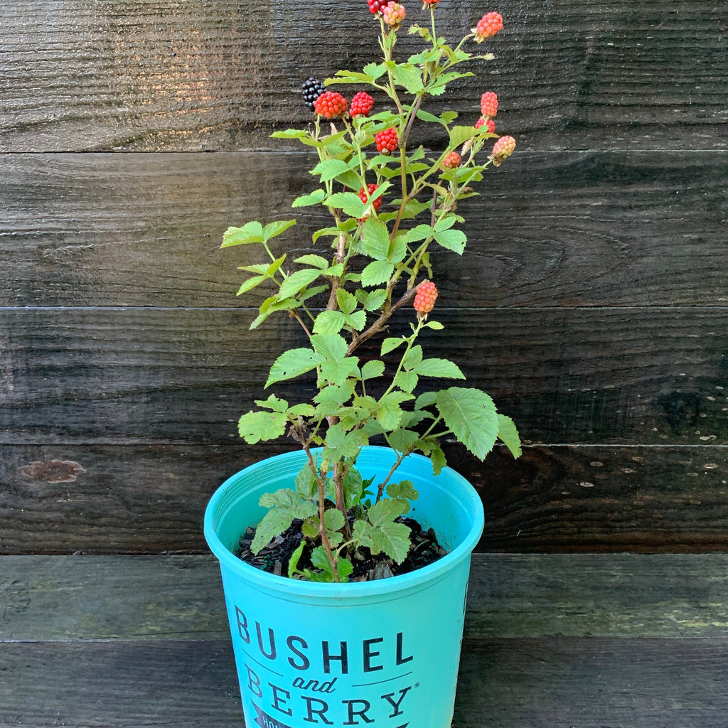 Rubus ulmifolius ‘APF-236T’  - Bushel and Berry® Baby Cakes® Thornless Blackberry