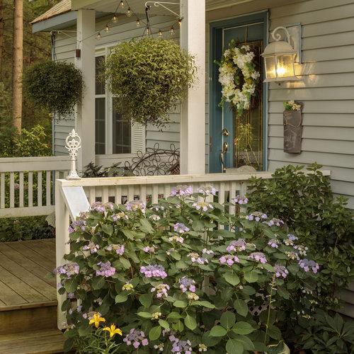 Hydrangea serrata 'MAK20'  - Tuff Stuff™ Hydrangea