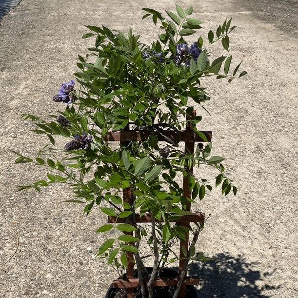 Wisteria frutescens 'Amethyst Falls'  - Amethyst Falls Wisteria