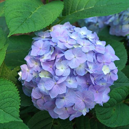 Hydrangea macrophylla × serrata 'SMNHSME'  - Let's Dance® Sky View® Hydrangea