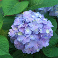 Hydrangea macrophylla × serrata 'SMNHSME'  - Let's Dance® Sky View® Hydrangea