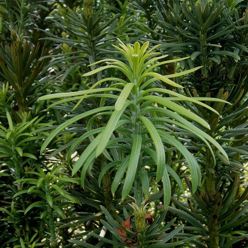 Cephalotaxus harringtonia 'Fastigiata'  - Upright Japanese Plum Yew