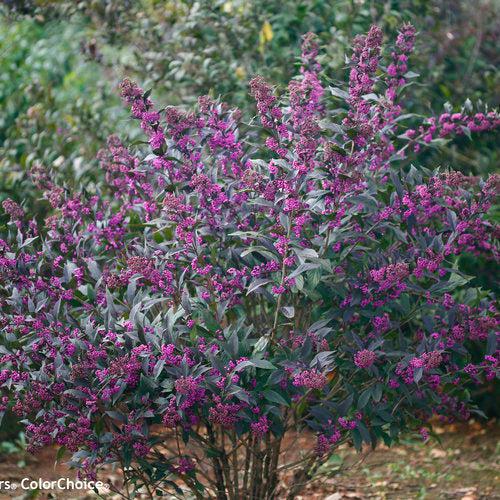 Callicarpa 'Pearl Glam'  - Pearl Glam® Beautyberry
