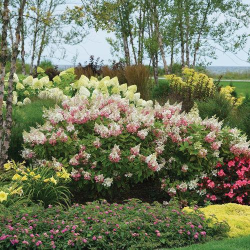 Hydrangea paniculata 'DVP PINKY'  - Pinky Winky® Hydrangea