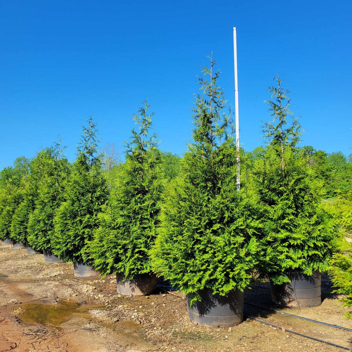 Thuja standishii x plicata 'Green Giant'  - Green Giant Arborvitae