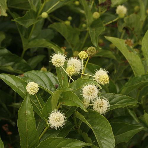 Cephalanthus occidentalis 'SMCOSS'  - Sugar Shack® Buttonbush