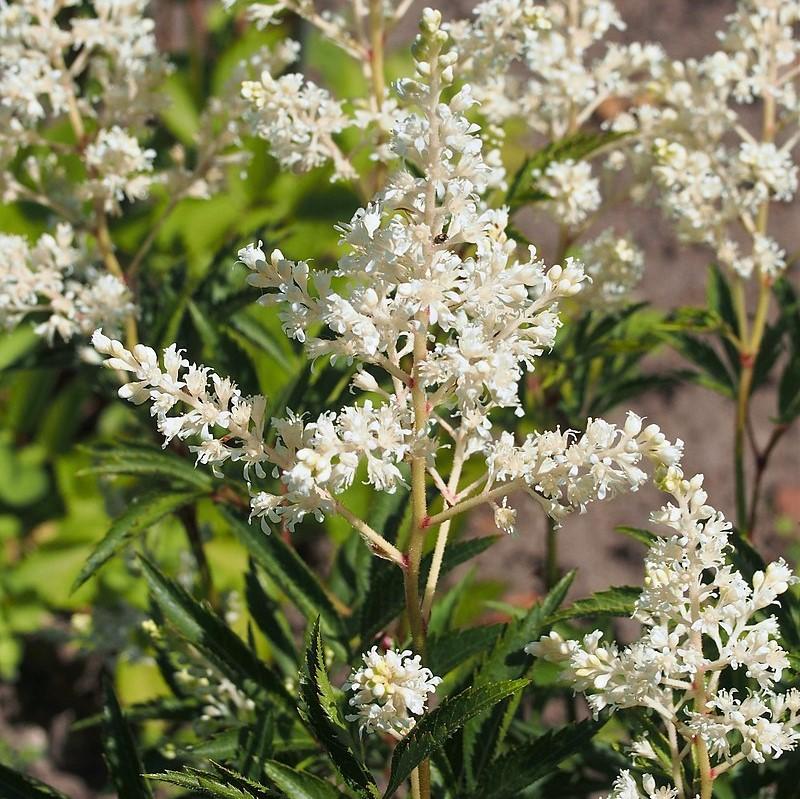 Astilbe chinensis 'Vision in White'  - Vision in White Chinese Astilbe