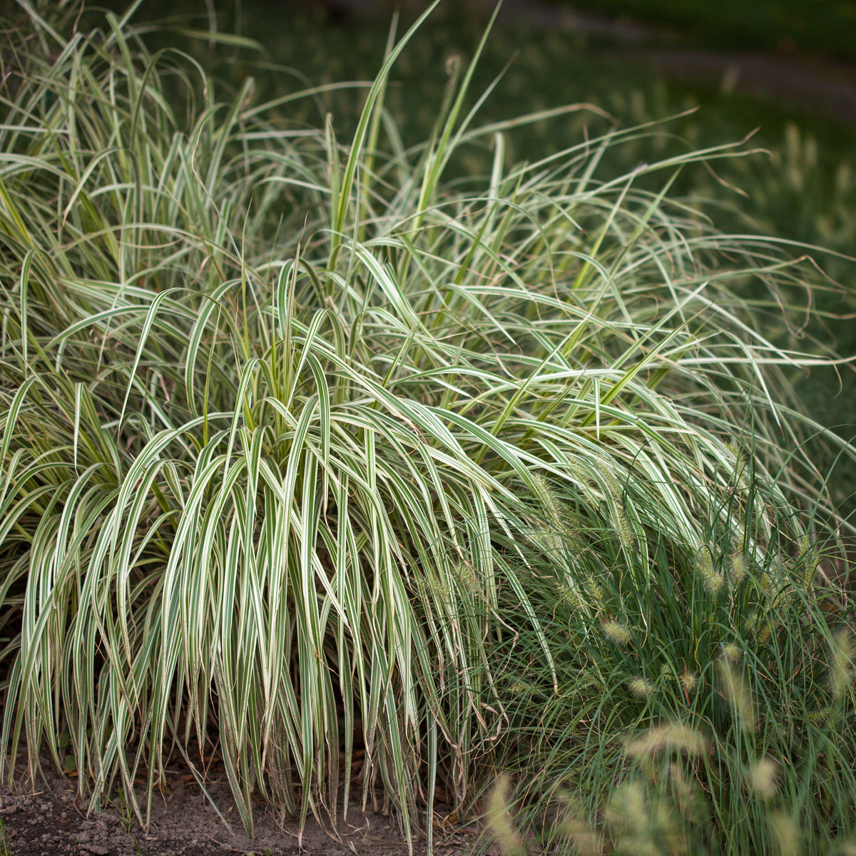 Carex oshimensis 'Feather Falls'  - Feather Falls Sedge