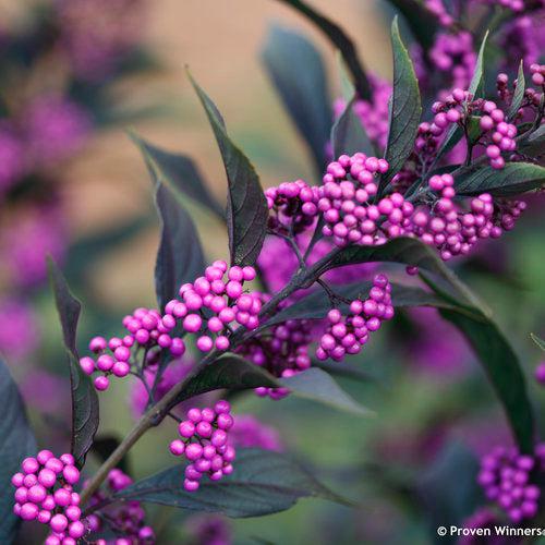 Callicarpa 'Pearl Glam'  - Pearl Glam® Beautyberry
