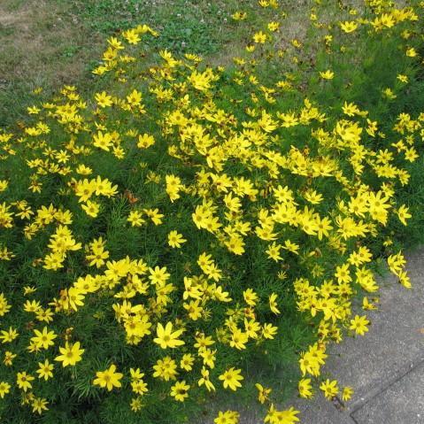 Coreopsis verticillata 'Zagreb'  - Zagreb Threadleaf Tickseed