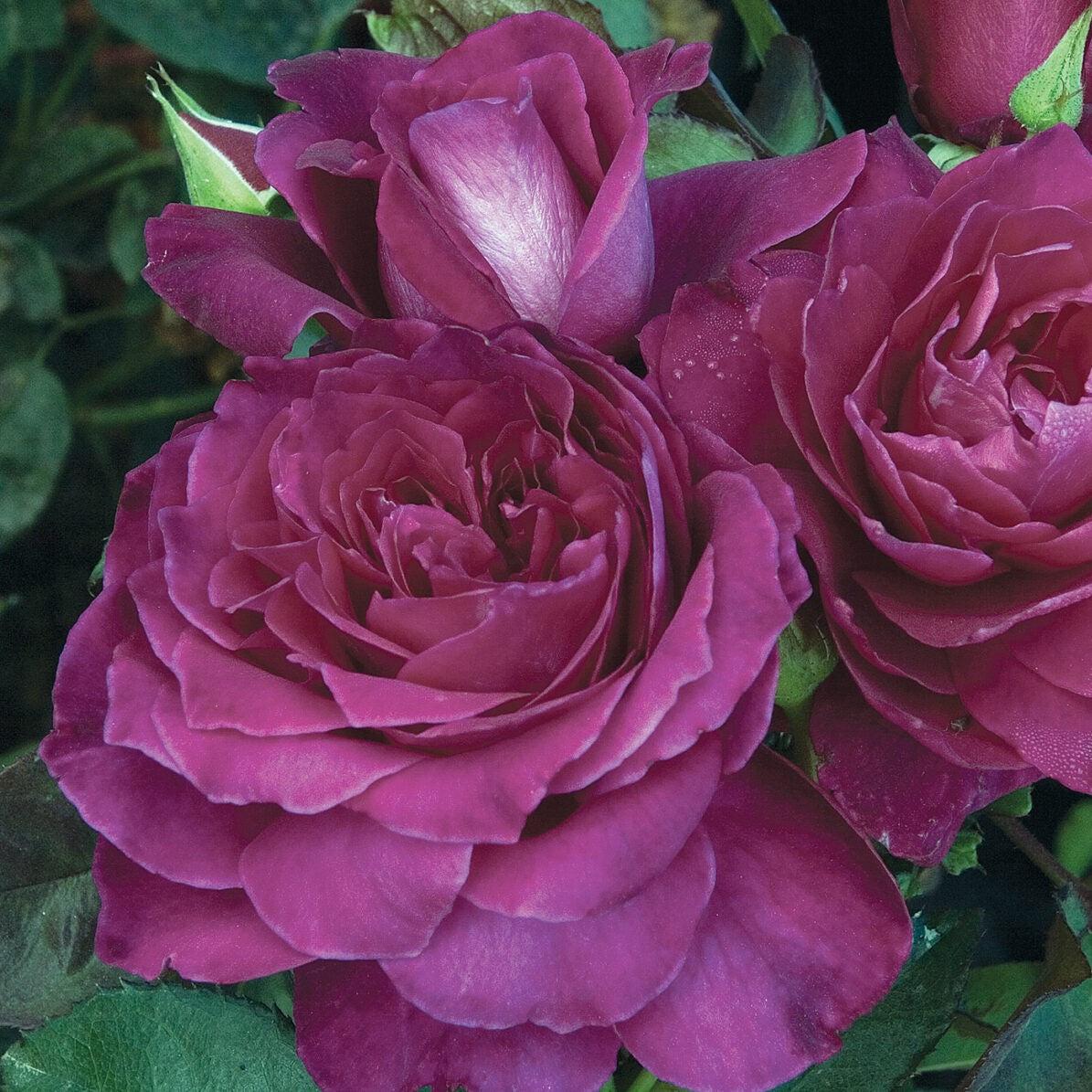 Rosa 'JACum'  - Intrigue Rose