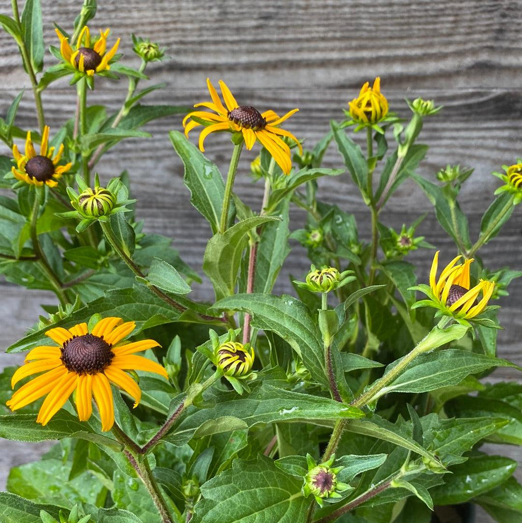 Rudbeckia fulgida 'Goldsturm'  - Black-Eyed Susan