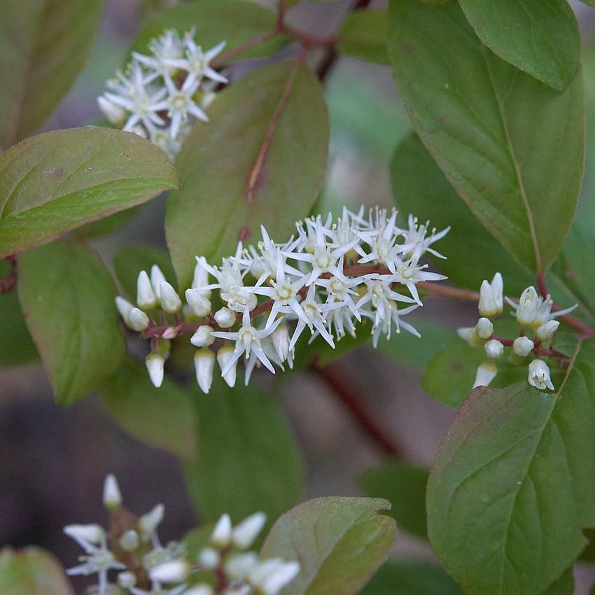 Itea virginica 'Henry's Garnet'  - Henry's Garnet Sweetspire