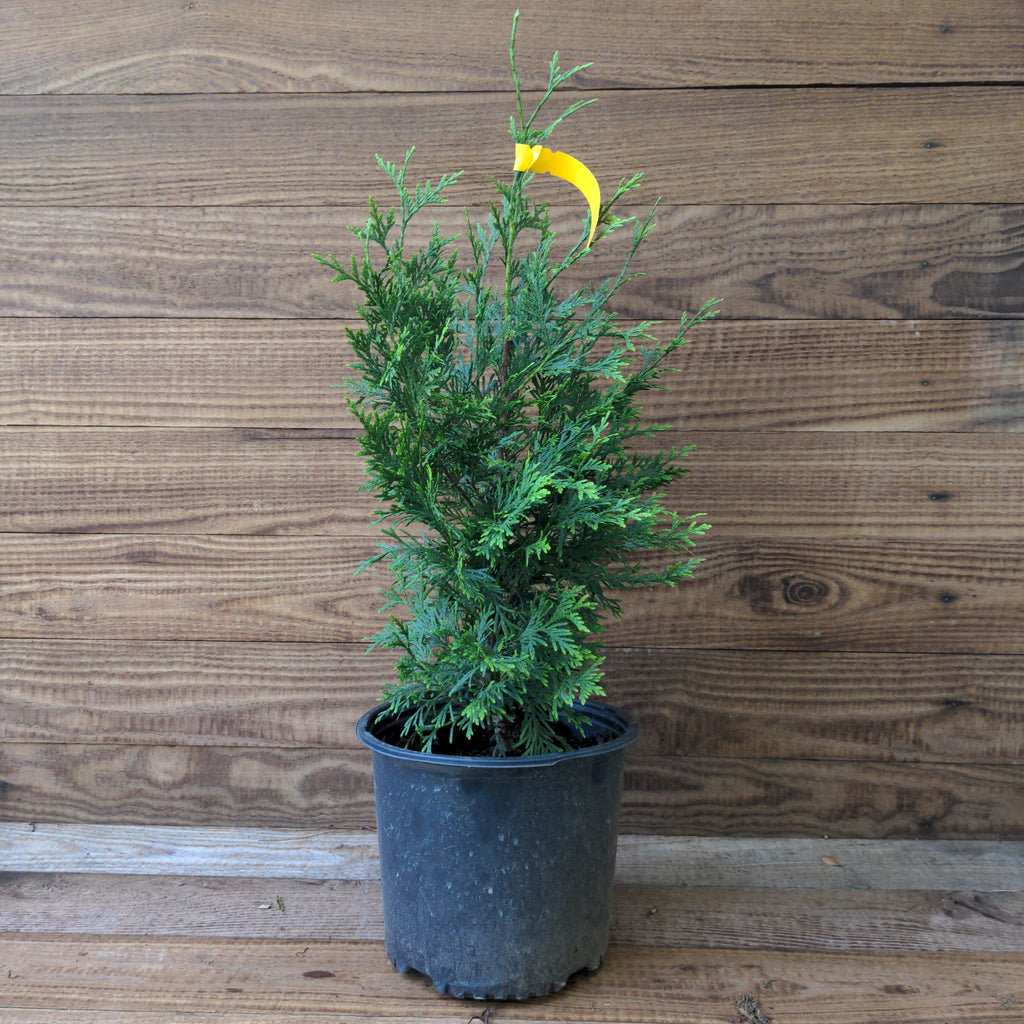 Thuja standishii x plicata 'Green Giant'  - Green Giant Arborvitae