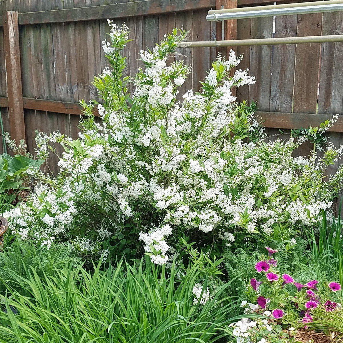 Deutzia gracilis 'Nikko'  - Dwarf Nikko Deutzia