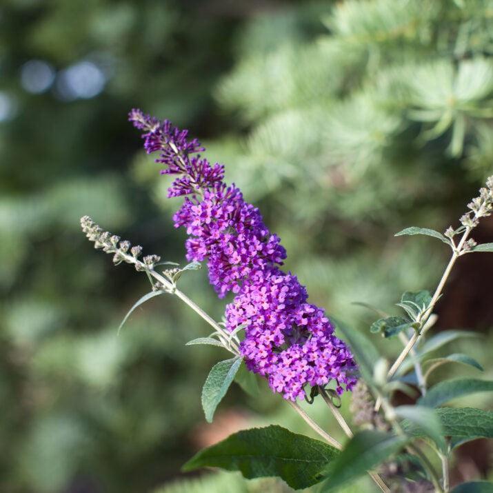 Buddleia davidii 'PIIBD-III' PP26,306  - First Editions® Psychedelic Sky™ Butterfly Bush