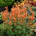 Agastache ‘Kudos Mandarin’  - Kudos™ Mandarin Hummingbird Mint, Hyssop
