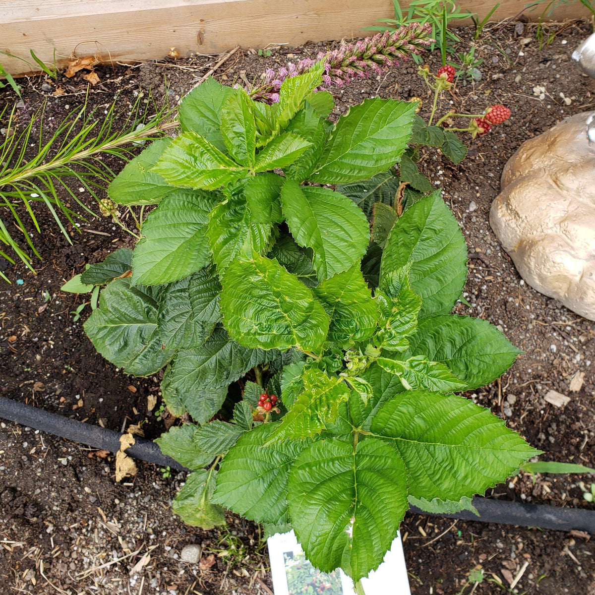 Rubus ulmifolius ‘APF-236T’  - Bushel and Berry® Baby Cakes® Thornless Blackberry