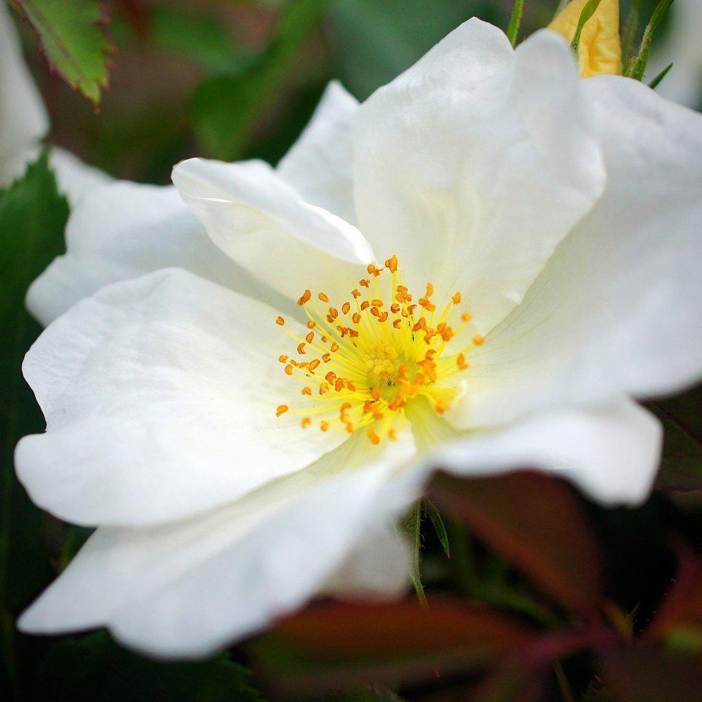 Rosa ‘Radwhite’ PP#20,273  - White Knock Out® Rose