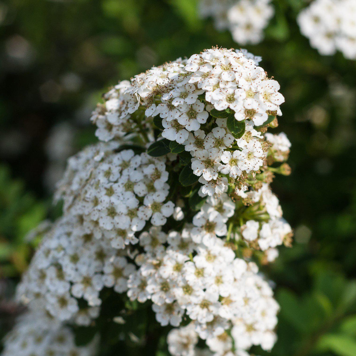 Spiraea nipponica 'Snowmound'  - Snowmound Spirea