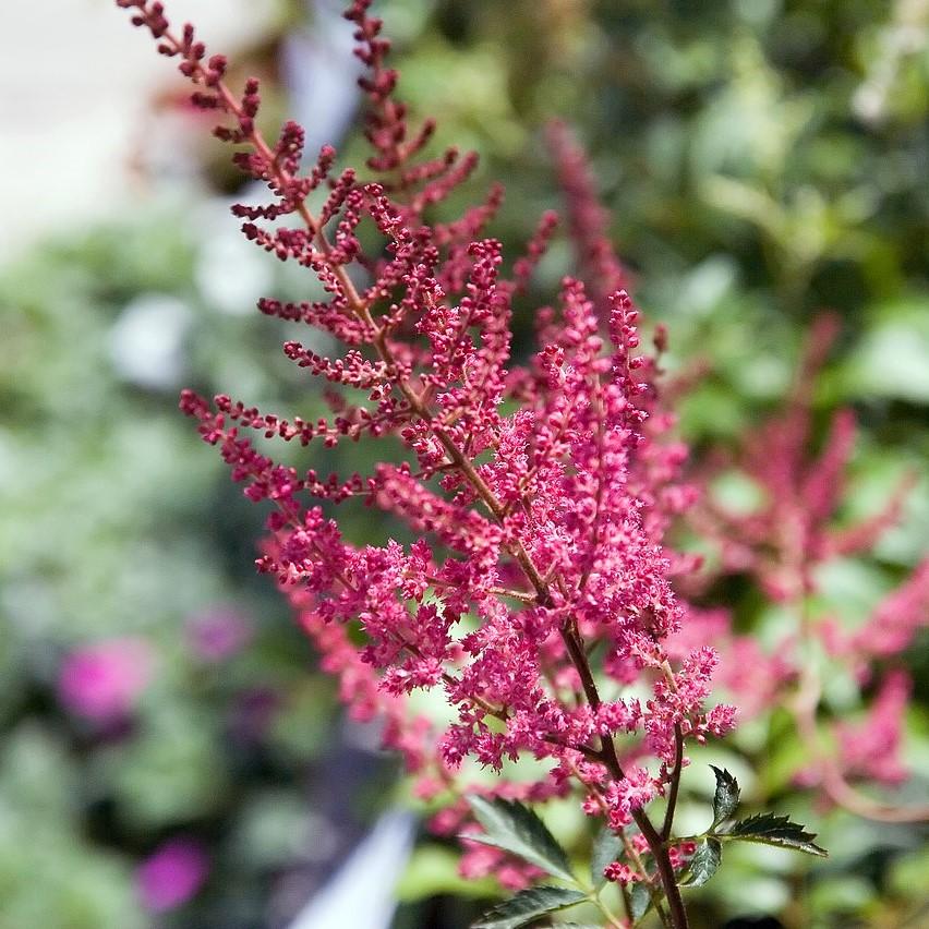 Astilbe x arendsii 'Fanal'  - Fanal Astilbe