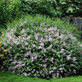 Syringa meyeri 'Palibin'  - Dwarf Korean Lilac