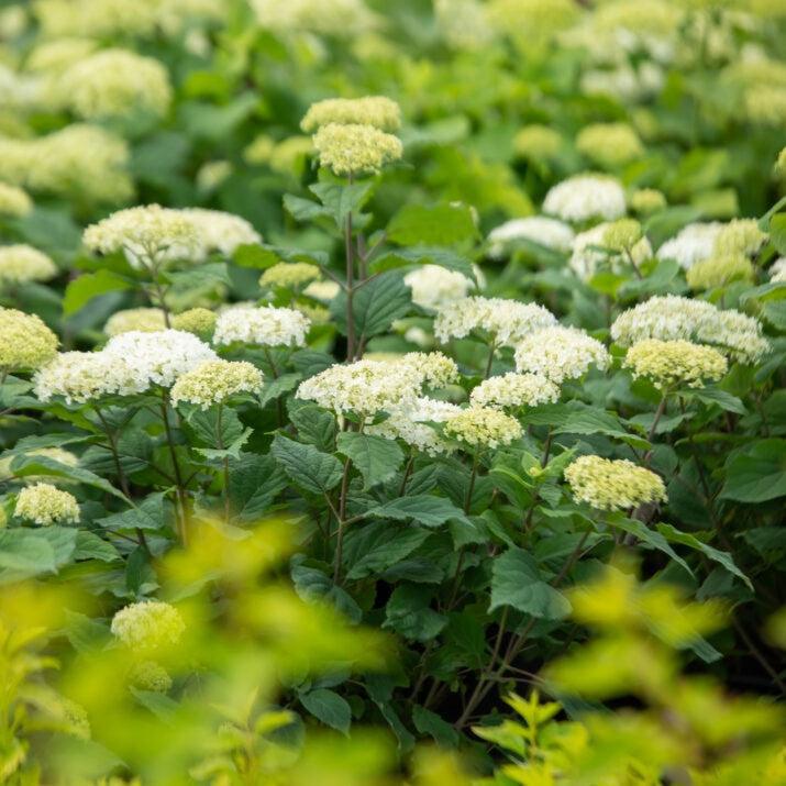 Hydrangea arborescens 'BAlful'  - First Editions® FlowerFull™ Smooth Hydrangea