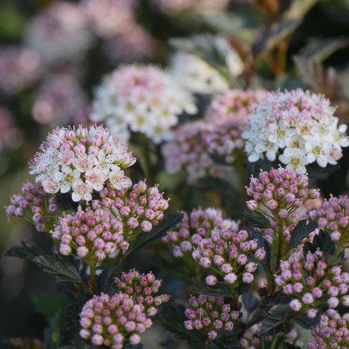 Physocarpus opulifolius 'SMNPOTW'  - Tiny Wine® Ninebark