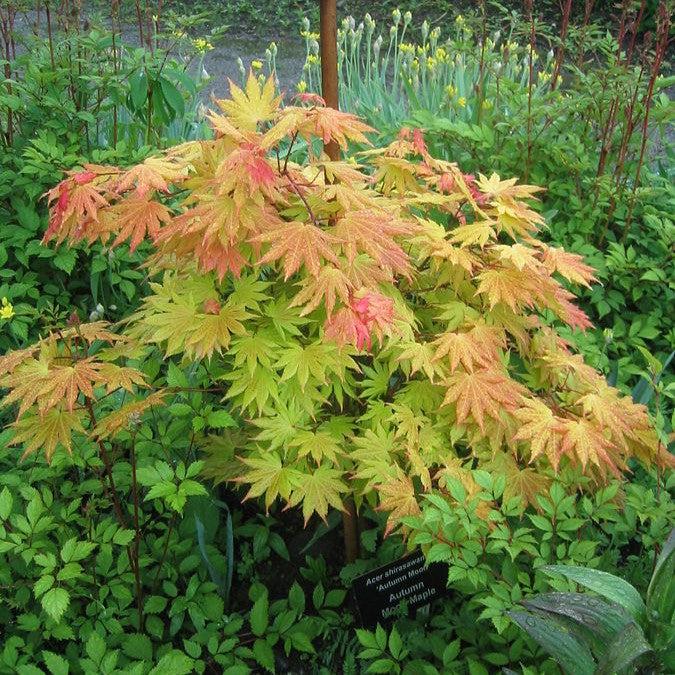 Acer shirasawanum 'Autumn Moon'  - Autumn Moon Japanese Maple