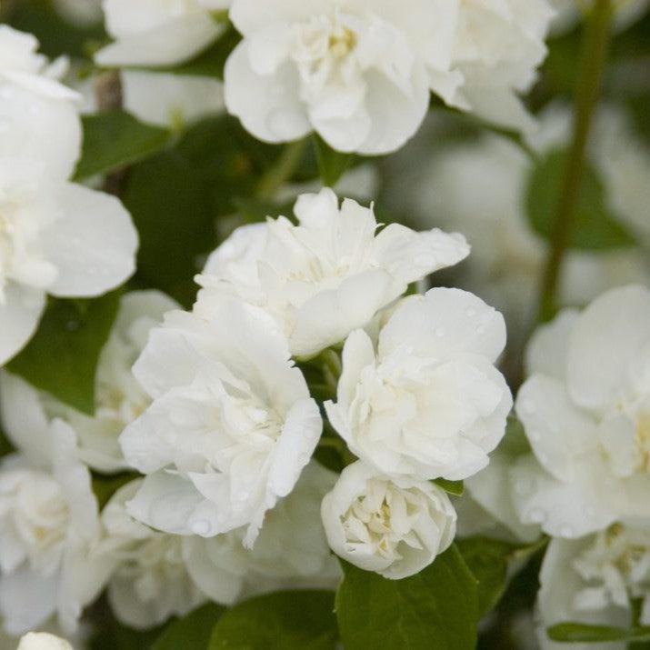 Philadelphus 'Snow White Fantasy'  - First Editions® Snow White™ Mockorange