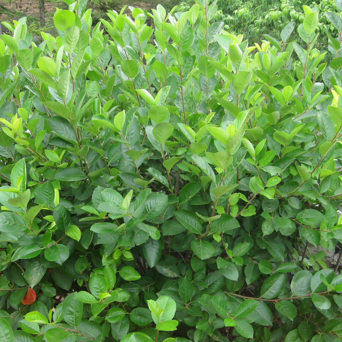 Aronia melanocarpa  - Black Chokeberry