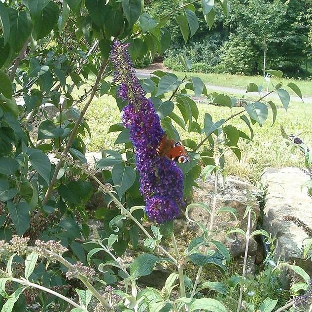 Buddleia 'Black Knight'  - Black Knight Butterfly Bush