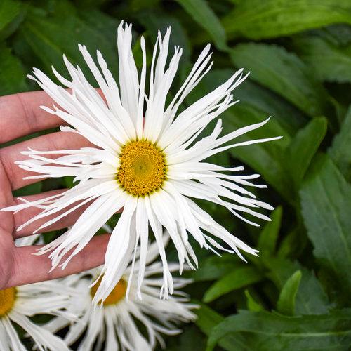 Leucanthemum superbum ’Spun Silk’  - Amazing Daisies® Spun Silk Shasta Daisy