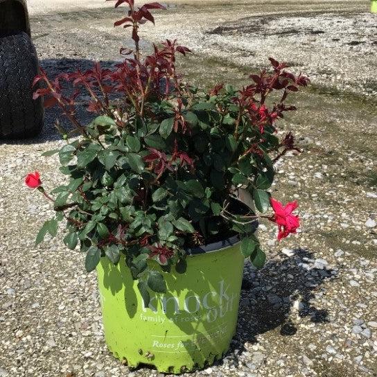 Rosa x 'Radrazz'  - Knock Out® Shrub Rose, Red